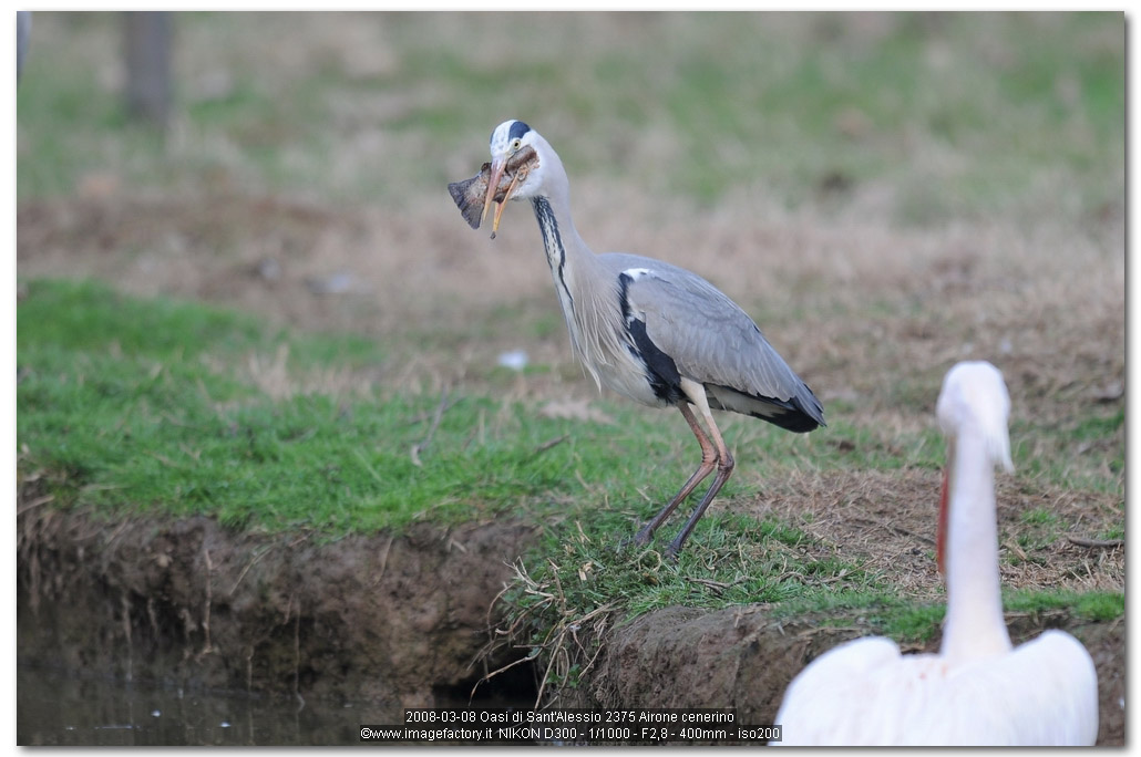 Avifauna humor